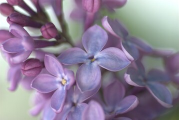 Naklejka na ściany i meble close up of lilac