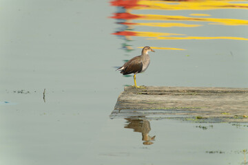 A juvenile Eurasian Moorhen (Gallinula chloropus) stands on a board in the water. The natural environment around Dal Lake, Jammu and Kashmir, India.