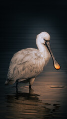 spatule blanche dans l'eau sous le soleil du matin