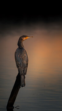 cormoran au lever du soleil