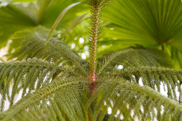 Drzewo Indie © Daniel