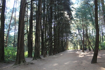 Trees in the woods