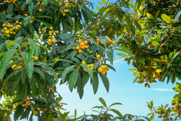 Fototapeta na wymiar The tree is full of loquat fruit. The colors are orange, yellow and green. There are many Mughal gardens in Srinagar, Jammu and Kashmir state, India.