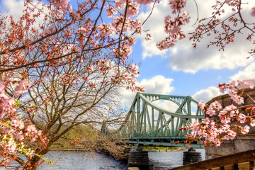 Glienicker Brücke umrahmt von Kirschblüten 