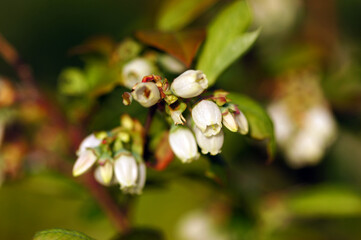 Close up of flowering blueberries in spring