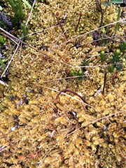 Landscapes of South America