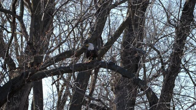 American Bald Eagles Migrate Through Missouri