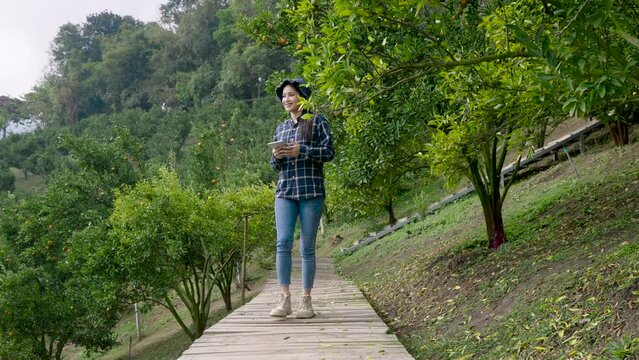 Orange farm, small business owned by Asian woman, Female warking orchardist texting on teblet while resting on wooden chair, surrounded by nature, engaging with her smartphone, tranquil environment