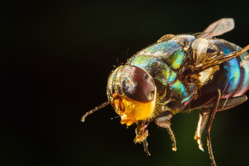 Close up shot of green bottle fly species on natural dark background.