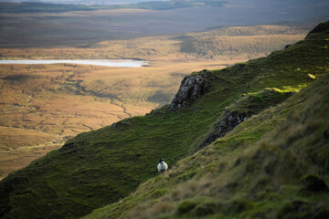 Quiraing Isle of Skye, Scotland - 726633768