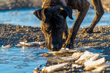 Naklejka premium Brown and black dog of the villain breed drinking water from a puddle on a country road.