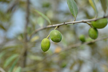 Common olive branch with fruit