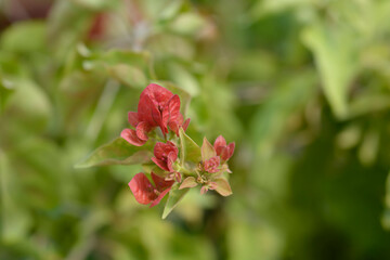 Bougainvillea flowers and petals
