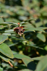 Aarons beard branch with seed pod