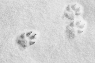 Pawprints on the snow. Winter background with dog paw imprinted on snow