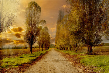 Pictorial landscape of Country road among rows of trees poplar cypresses with rays of setting sun...