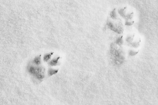 Pawprints on the snow. Winter background with dog paw imprinted on snow