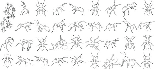 Realistic ant sketches, ant line art