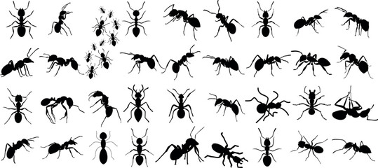 Ant silhouettes, diverse species, dynamic poses, black on white. Perfect for scientific illustrations, educational content, graphic design projects