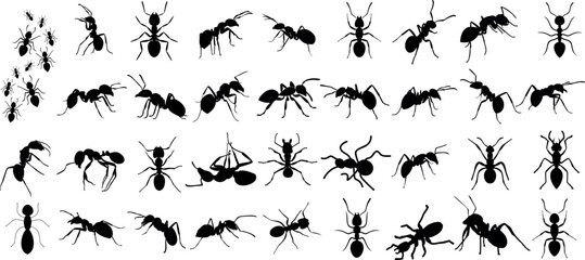 detailed ant silhouettes, various species, positions. Ideal for educational content, artwork, pest control promotions. Isolated on white background
