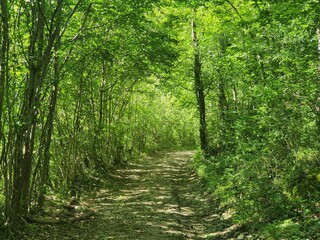 Chemin dans la Forêt