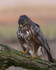 Buzzard and head down
