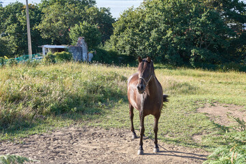 Naklejka premium A horse watches the cameraman while photographing it