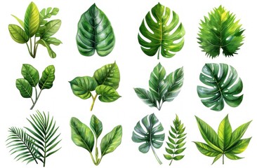 Watercolor Set Collection Modern green tropical leaves, isolated white background
