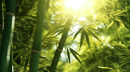 Feuilles de bambou au soleil. Feuillage naturel et lumière de printemps