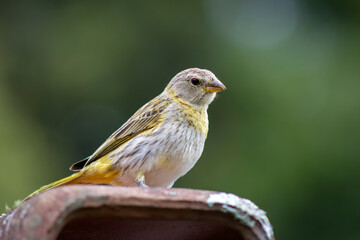 Canario da Terra, bird of the Brazilian fauna. In Sao Paulo, SP. Beautiful yellow bird