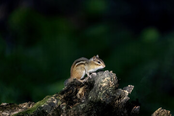 The astern chipmunk (Tamias striatus)  on old tree trunk in the forest