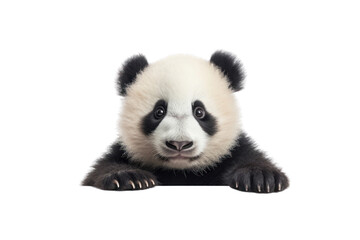 Playful panda isolated on white transparent background.