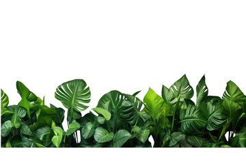 Green leaves of tropical plants, garden, nature backdrop isolated on white transparent background.