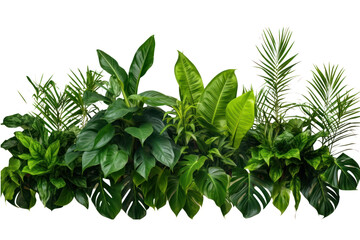 Green leaves of tropical plants, garden, nature backdrop isolated on white transparent background.