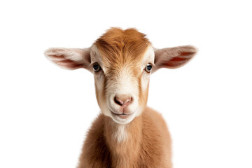 Cute baby goat isolated on white transparent background.