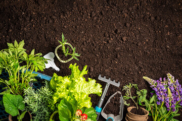 Garden tools and plants on a soil background. Spring garden works concept. - Powered by Adobe