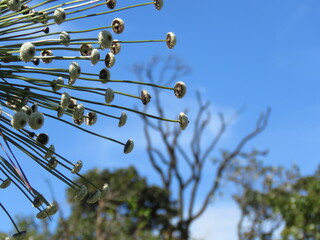 cerrado, brasil, chuveirinho