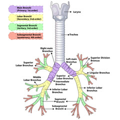 Bronchoscopy for biopsy of peripheral pulmonary lesions vector diagram - obrazy, fototapety, plakaty