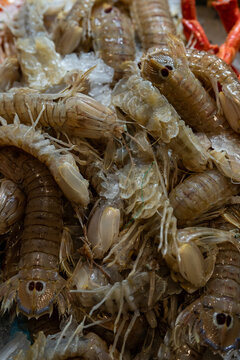 Fresh Squilla Mantis Shrimp or Sea Cicadas