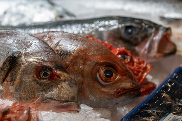 detail of fresh fish heads such as sea bream, sea bass, snapper, scorpion fish