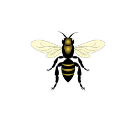 Vector illustration of a wasp on a white background, top view