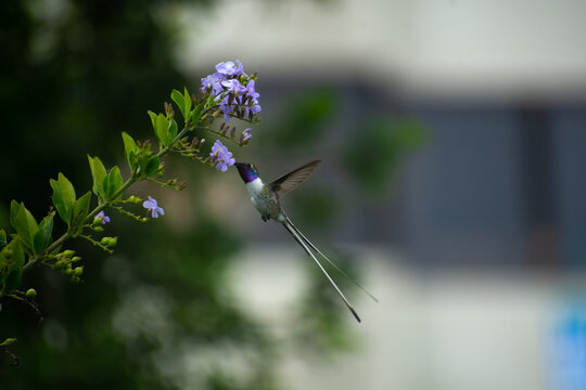 Colibr&iacute; de cora aliment&aacute;ndose en pleno vuelo del n&eacute;ctar de una flor.