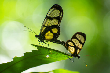 Dos mariposas glasswing posadas en una hoja del bosque.