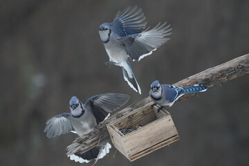 Blue Jay flurries on overcast dark day against dark grey forest winter background