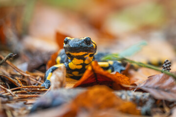 Fire Salamander - Salamandra salamandra, beautiful black and yellow amphibian from European forests, Zlin, Czech Republic.
