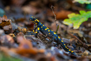 Obraz na płótnie Canvas Fire Salamander - Salamandra salamandra, beautiful black and yellow amphibian from European forests, Zlin, Czech Republic.