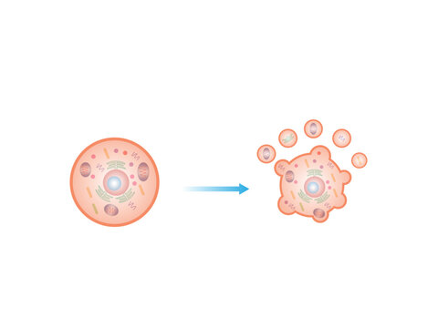 Apoptosis. Programmed cell death. Aging process in cells. Stages of apoptosis, normal cell, shrinkage, membrane blebbing, cell breaks into apoptotic bodies and phagocytosis. vector illustration.