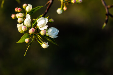 Obraz premium Fantasy blossom background. Blooming spring, flower buds in bloom, first green leaves on dark green background, dark key photo, mock up, copy space