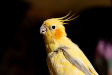 The cockatiel (Nymphicus hollandicus), also known as weiro bird, or quarrion, is a bird that is a...