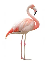 Gardinen Flamingo isoliert auf weißem Hintergrund, Freisteller  © oxie99